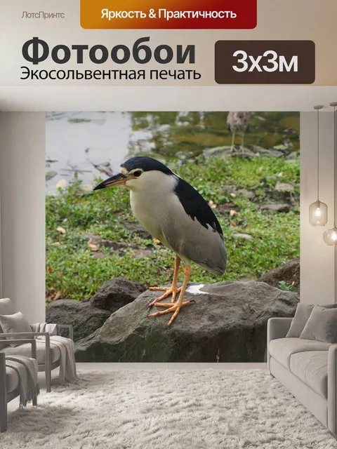 Фотообои Ночная цапля