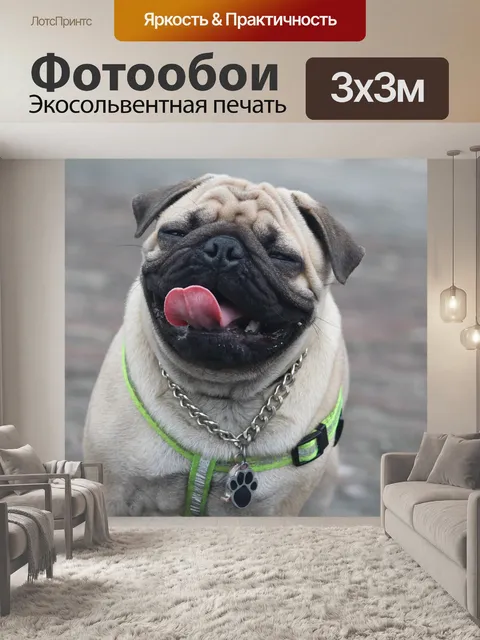 Фотообои Смешное выражение