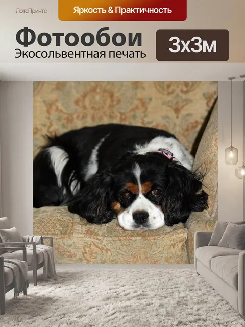 Фотообои Собака на диван