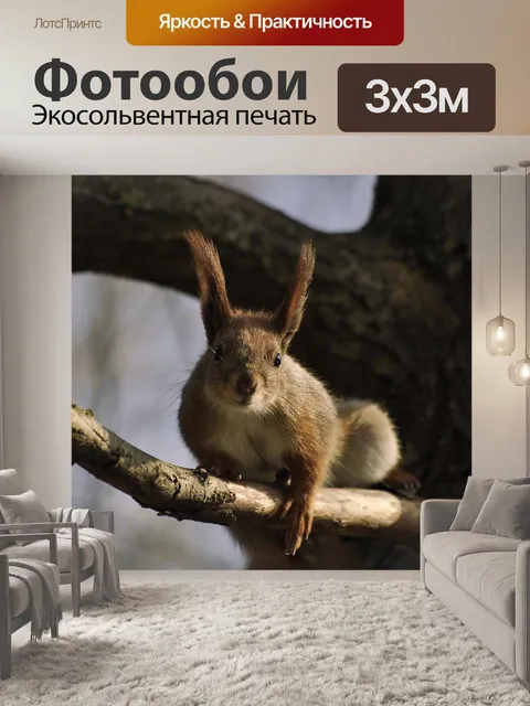 Фотообои Белка