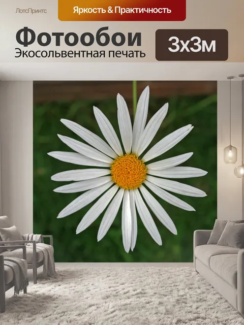 Фотообои простой цветок белой ромашки
