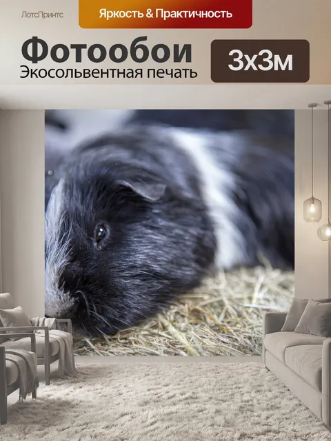 Фотообои Guniea Свинья