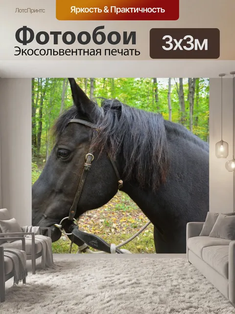 Фотообои Черная лошадь
