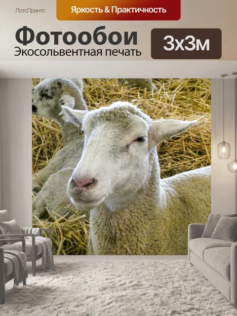 Фотообои Овца