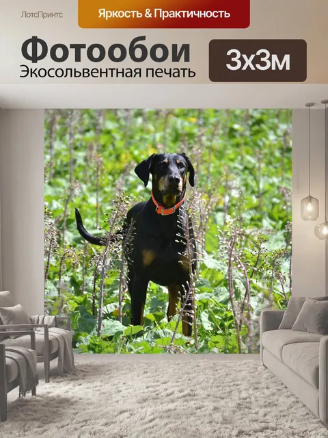 Фотообои Доберман