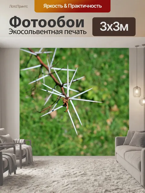 Фотообои острые белые шипы