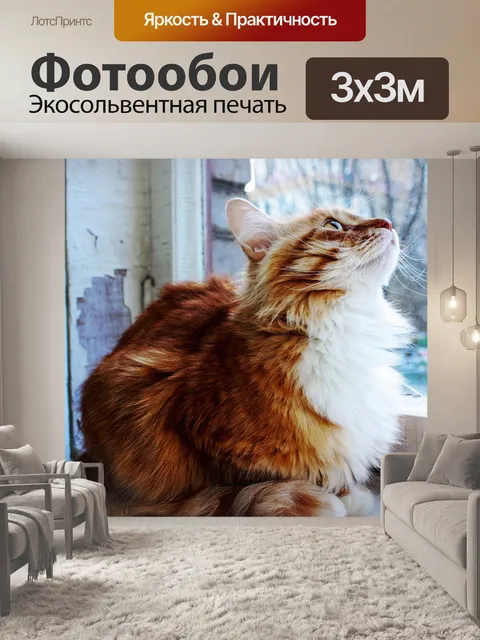 Фотообои Оранжевый кот
