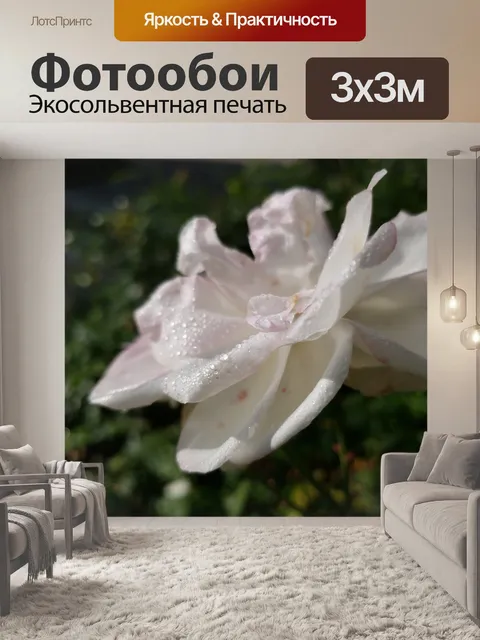 Фотообои Светло-розовая роза с каплями воды