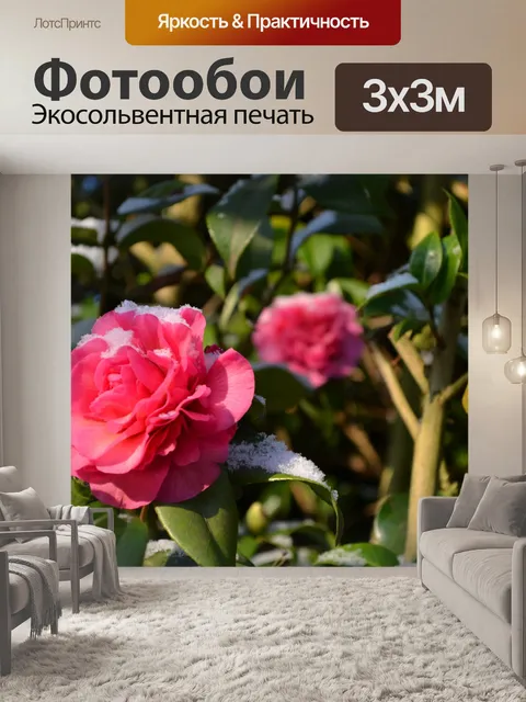 Фотообои Розовая роза в снегу