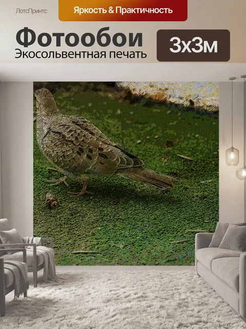Фотообои утренний голубь