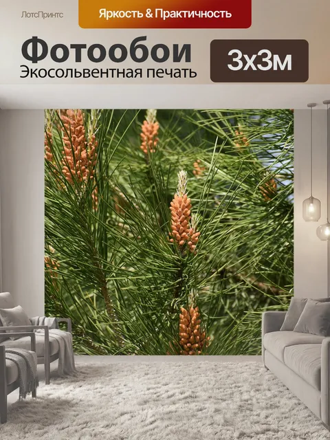Фотообои Сосна