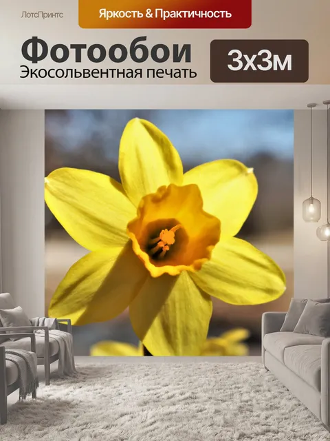 Фотообои Нарцисс и Боке крупным планом