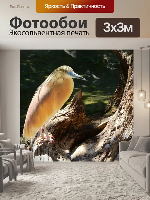 Фотообои Цапля vlasatá