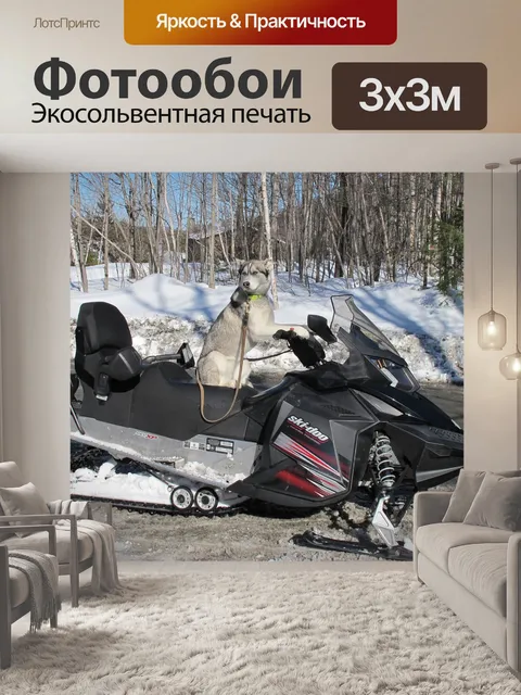 Фотообои Собака