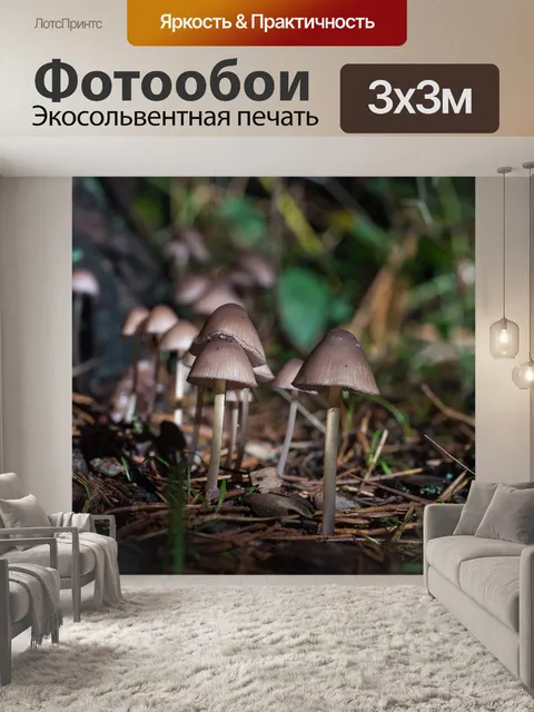 Фотообои Грибы