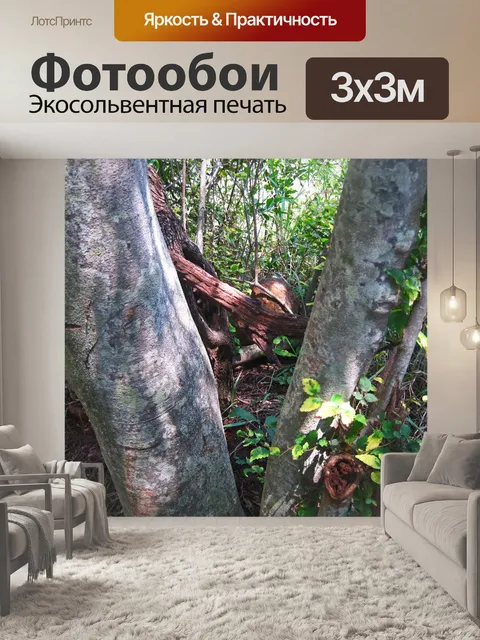 Фотообои серые стволы белое вонючее дерево