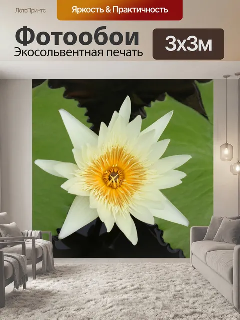 Фотообои Белый цветок лотоса на пруду