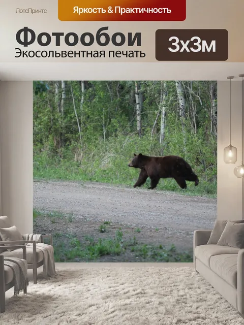 Фотообои Черный медведь в лесу