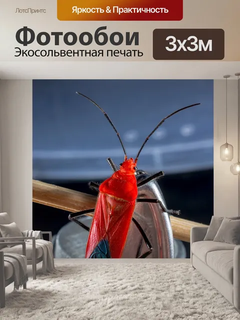 Фотообои Жук
