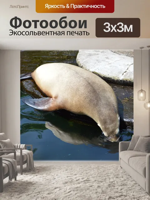 Фотообои Морские львы 02 (серия 22)