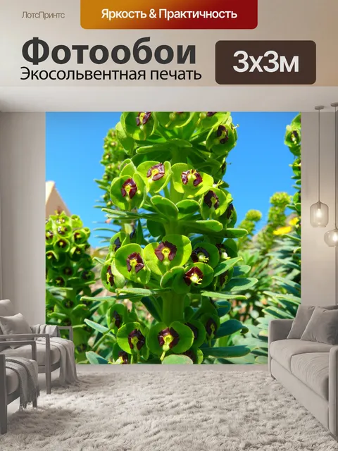 Фотообои Семейство молочая