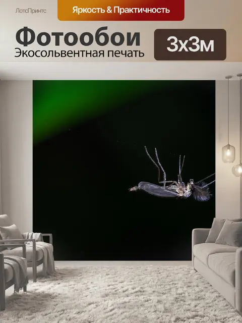 Фотообои Насекомое