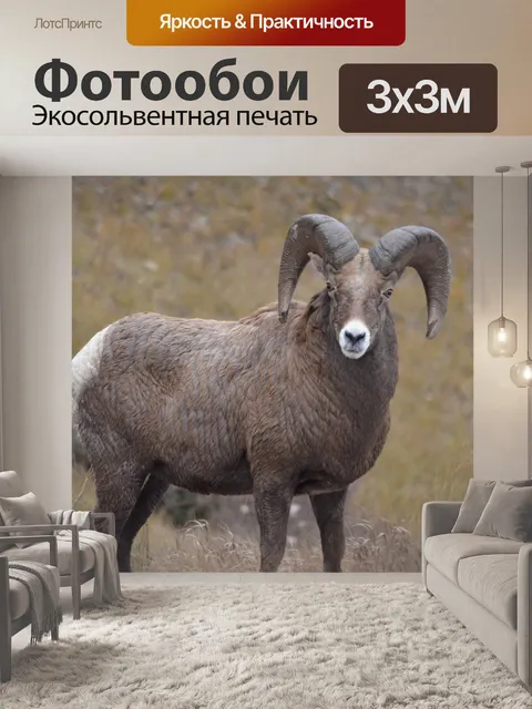 Фотообои Снежный баран