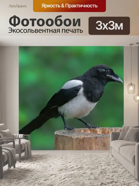 Фотообои Сорока
