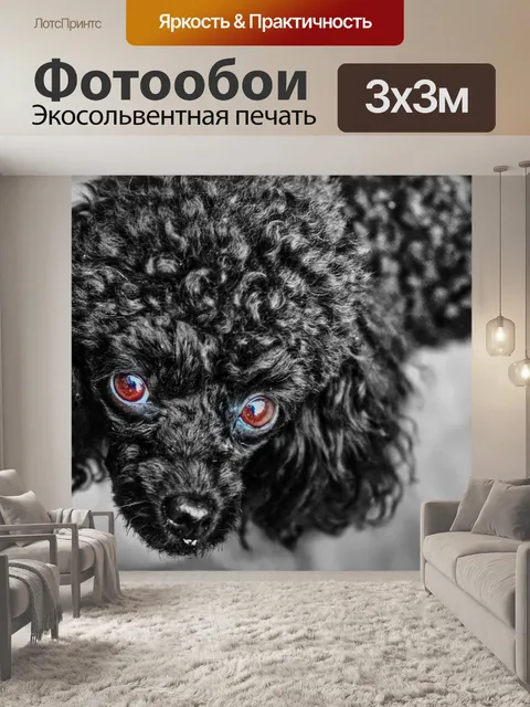 Фотообои Пудель
