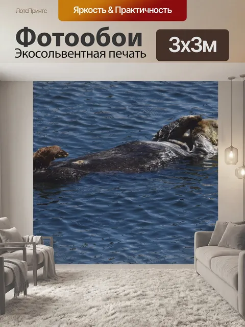 Фотообои Выдра