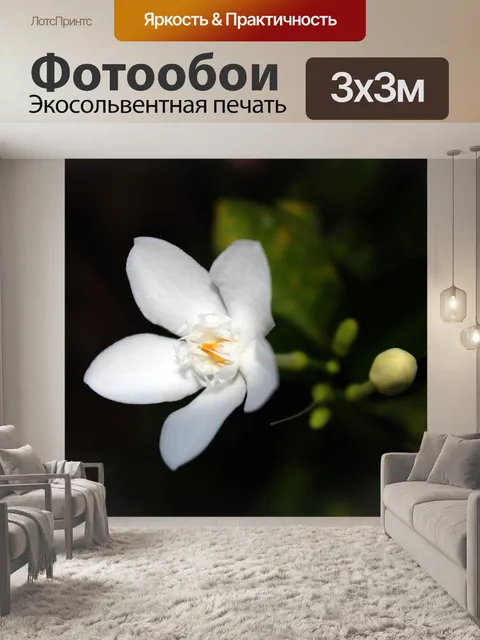 Фотообои белый цветок