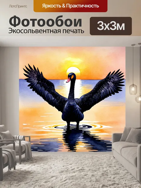 Фотообои величественный черный лебедь, расправляющий свои крылья на фоновом закате, с отражением в спокойной воде