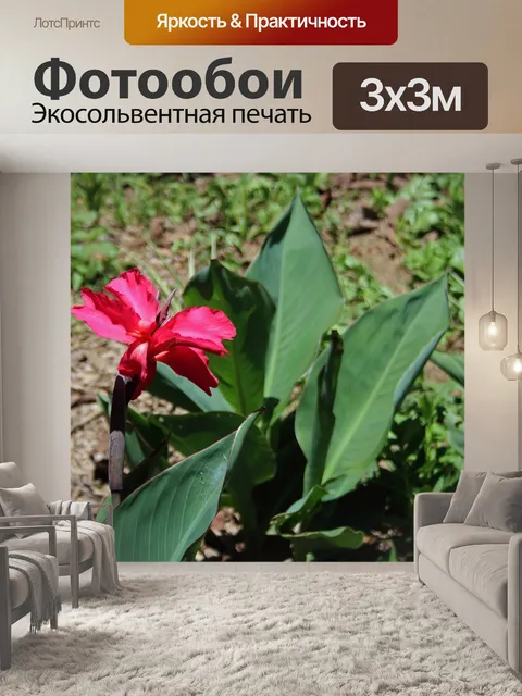 Фотообои ярко-розовый цветок канны на солнце