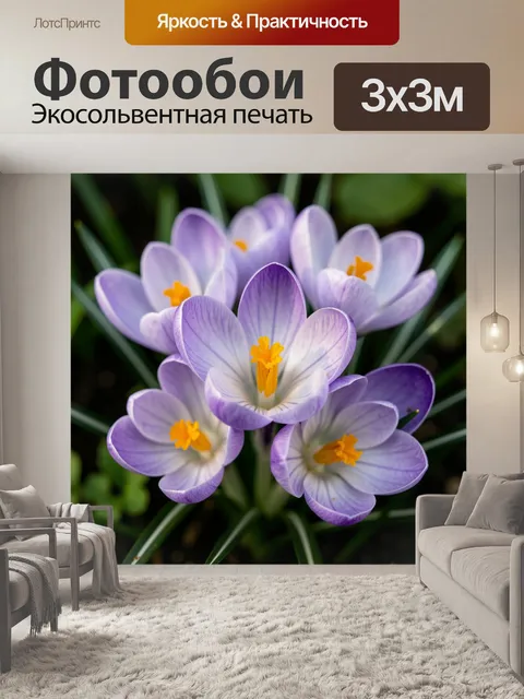 Фотообои Нежные сиреневые крокусы крупным планом