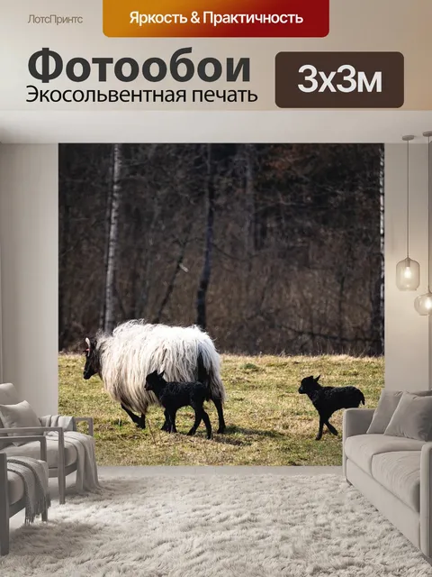 Фотообои Овца
