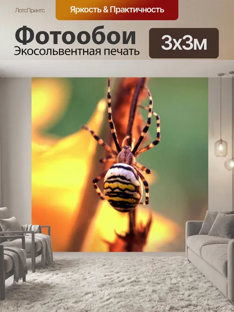 Фотообои Оса паук макро фото