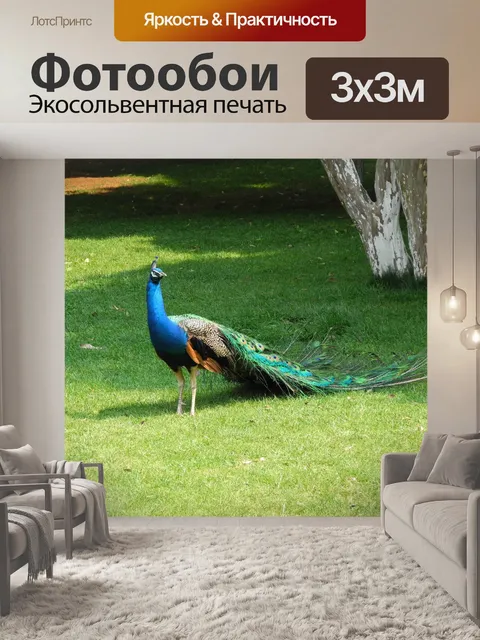Фотообои Павлин