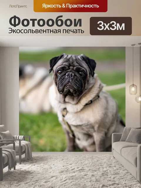 Фотообои Мопс