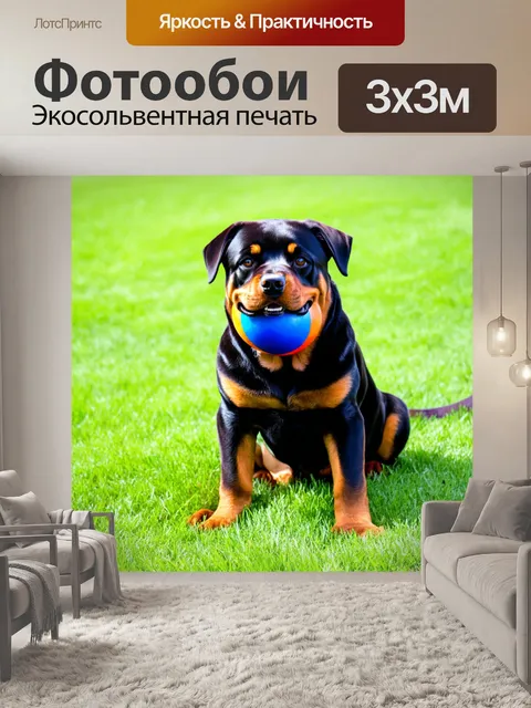 Фотообои ротвейлер, сидящий на траве, с мячиком в пасти и весёлым выражением лица