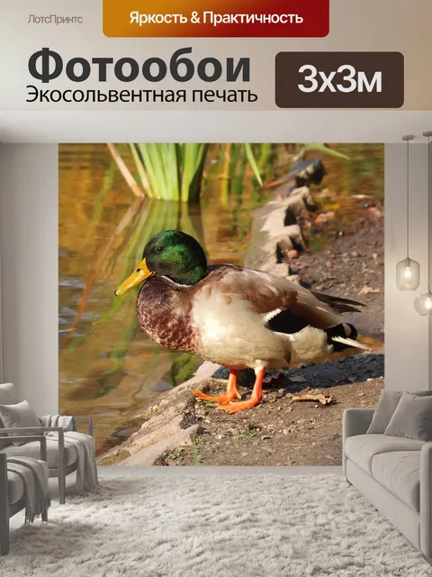 Фотообои Дикие утки