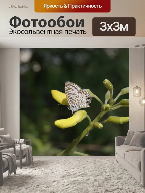 Фотообои Бабочка