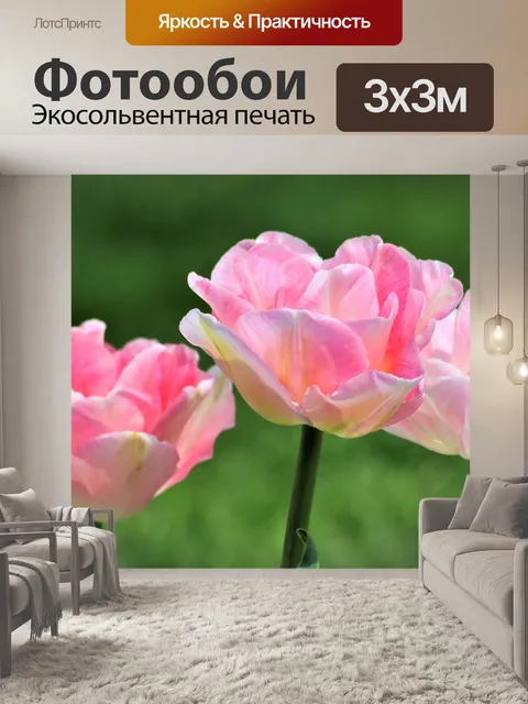 Фотообои Розовые тюльпаны