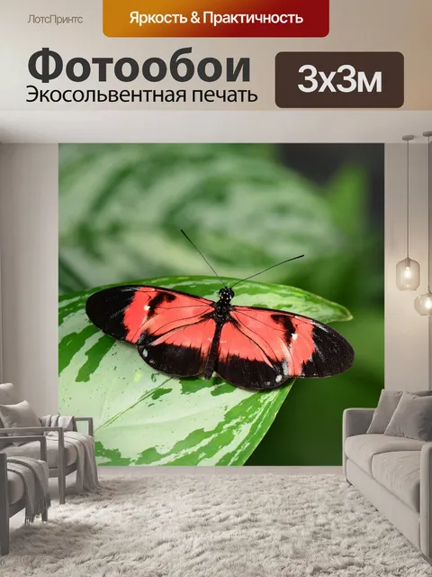 Фотообои Гибридная бабочка