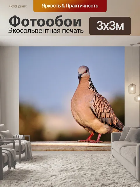 Фотообои Пятнистый голубь 6