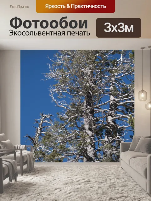 Фотообои Старое сосновое дерево