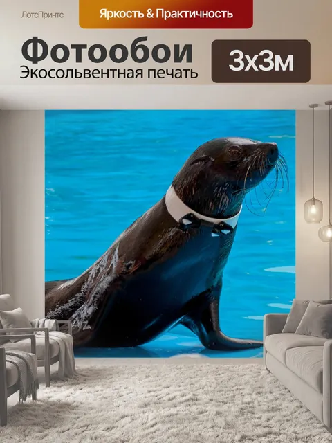 Фотообои Морской котик