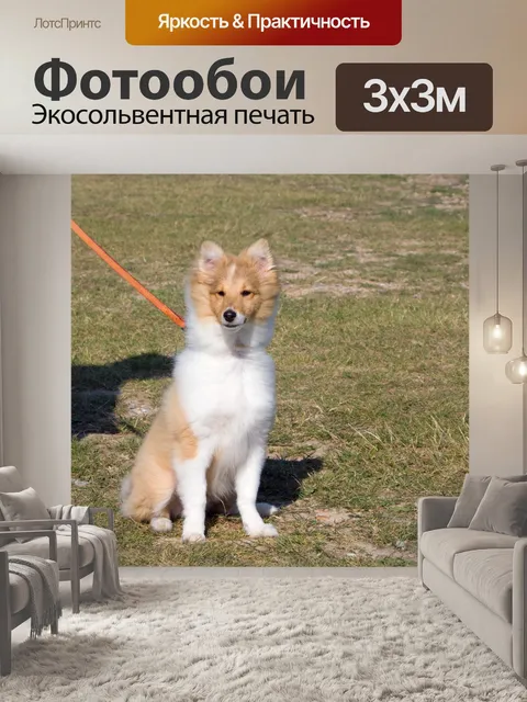 Фотообои Шетландские овчарки щенка