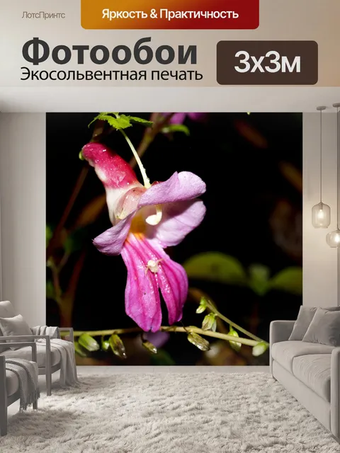 Фотообои Цветок попугая Чианг Дао, Чианг Май