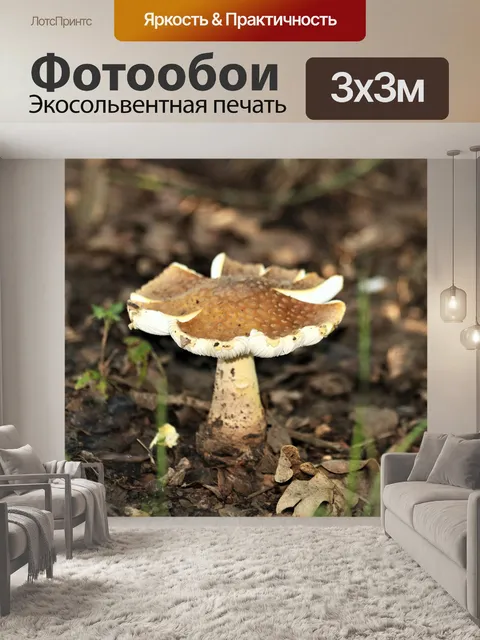 Фотообои Коричневый гриб мухомор крупным планом