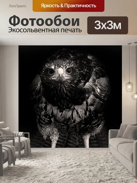 Фотообои Ястреб на черном фоне